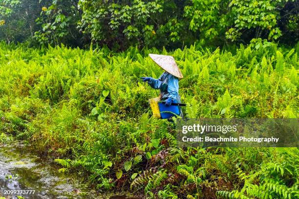 morning view of an asian woman harvesting edible fern called "midin" in sibu, sarawak, malaysia - fiddlehead stock pictures, royalty-free photos & images