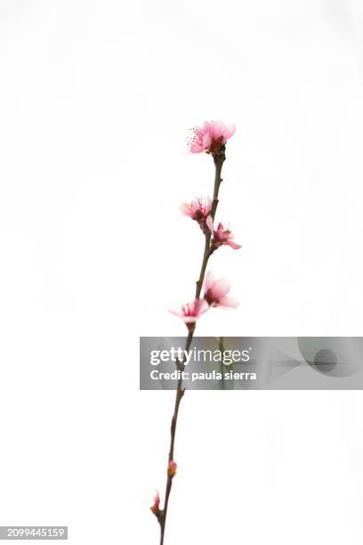 peach tree in bloom - cherry blossom tree branches photos et images de collection