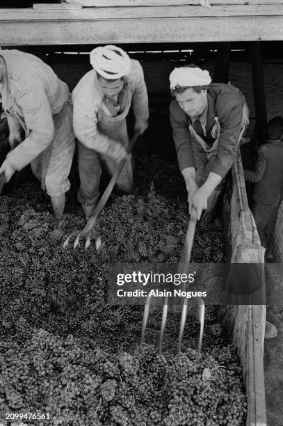 Travailleurs agricoles algériens pendant les vendanges et la fabrication du vin, près de Médéa, 1964.