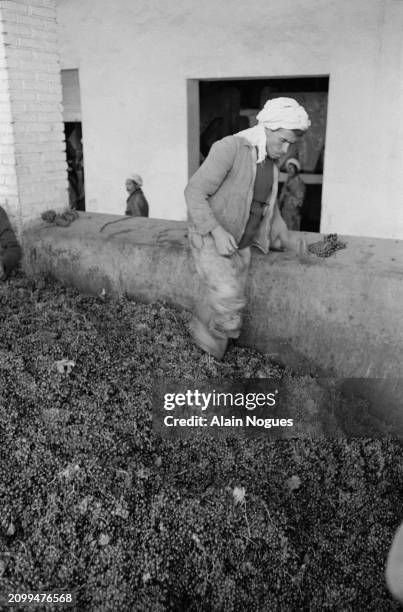 Travailleur agricole algérien pendant la fabrication du vin, près de Médéa, 1964.