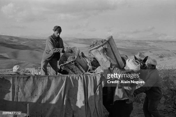 Travailleurs agricoles algériens pendant les vendanges et la fabrication du vin, près de Médéa, 1964.
