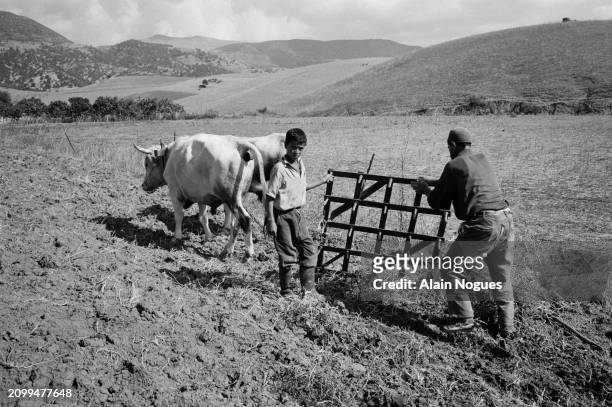 Ouvriers agricoles algériens entrain de labourer la terre avec l’aide d’animaux, près de Mirabeau, région montagneuse de La Kabylie en Algérie, 1964.