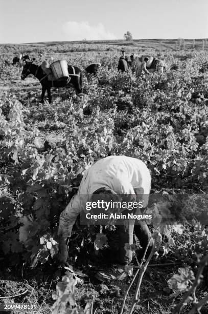 Ouvriers agricoles algériens dans un domaine en autogestion près de Médéa, 1964.