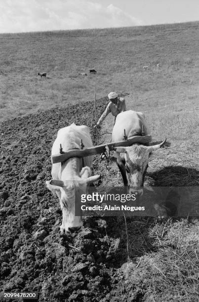 Ouvrier agricole algérien entrain de labourer la terre avec l’aide d’animaux, près de Mirabeau, région montagneuse de La Kabylie en Algérie, 1964.