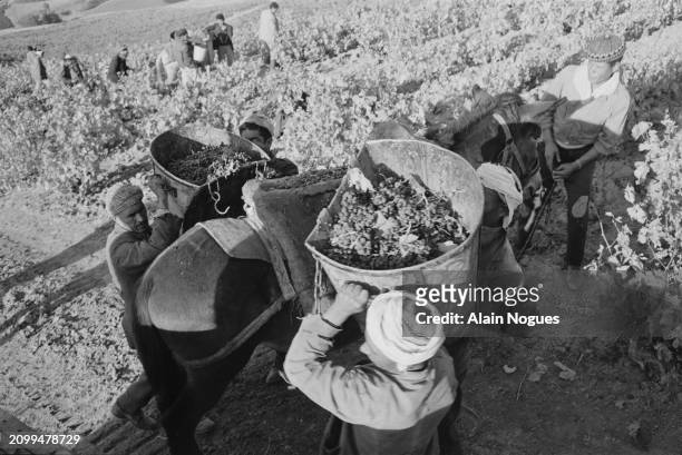 Travailleurs agricoles algériens pendant les vendanges et la fabrication du vin, près de Médéa, 1964.