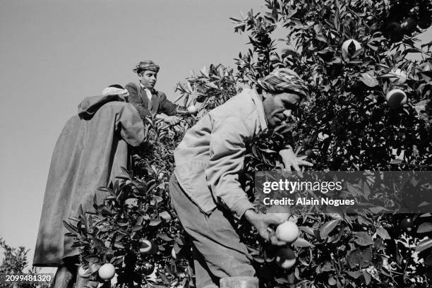 Ouvriers agricoles algériens pendant la récolte des agrumes près de Brida, en Algérie, 1964.
