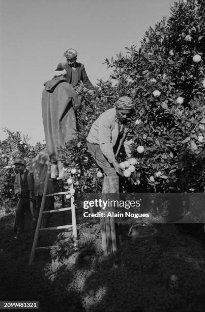 Ouvriers agricoles algériens pendant la récolte des agrumes près de Brida, en Algérie, 1964.