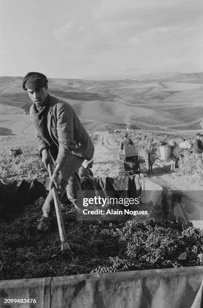 Travailleurs agricoles algériens pendant les vendanges et la fabrication du vin, près de Médéa, 1964.