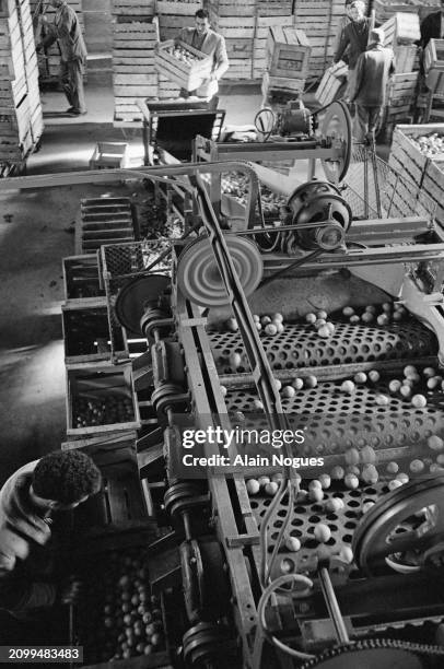 Ouvriers agricoles algériens entrain de trier et empaqueter des agrumes près de Brida, en Algérie, 1964.