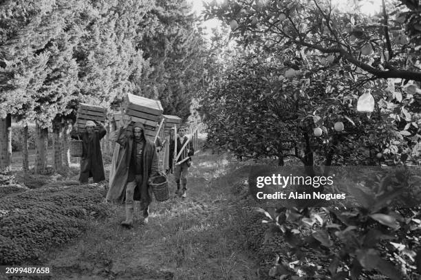 Ouvriers agricoles algériens pendant la récolte des agrumes près de Brida, en Algérie, 1964.