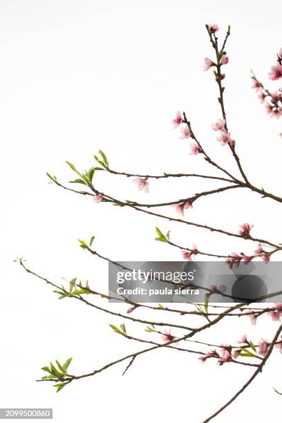 peach tree in bloom - fiore di pesco foto e immagini stock