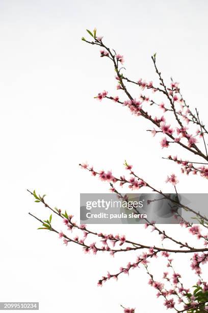 peach tree in bloom - fiore di pesco foto e immagini stock