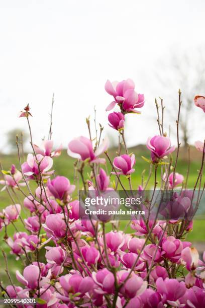 pink magnolia tree - magnolia imagens e fotografias de stock