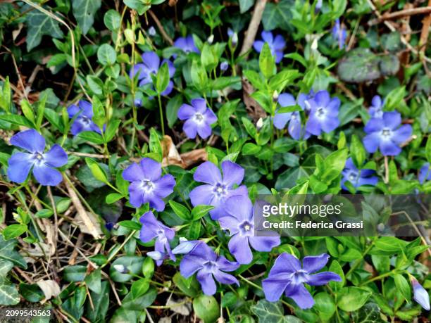 dwarf periwinkle purple wild flowers - periwinkle stock pictures, royalty-free photos & images