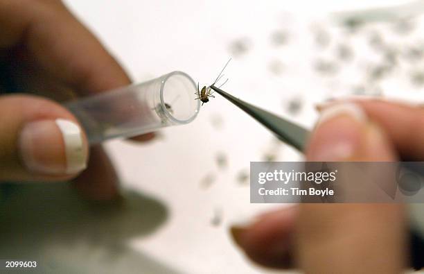 Lab assistant Amy Sebo drops mosquitoes into test tubes as she prepares them to be tested with the VecTest procedure for West Nile Virus, Saint Louis...