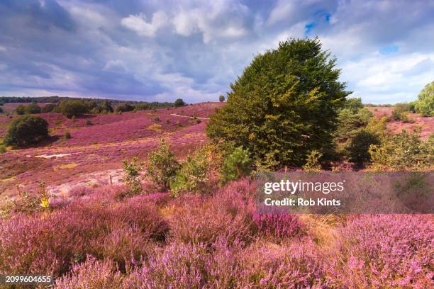 blooming heather on the posbank ( herikhuizerveld ) on the veluwe - veluwe stock pictures, royalty-free photos & images