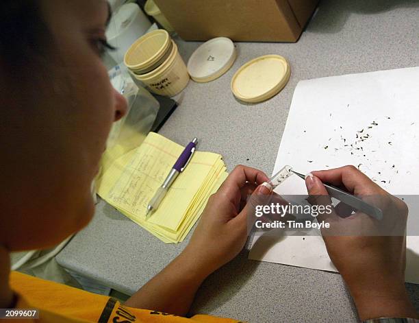 Lab assistant Amy Sebo drops mosquitoes into test tubes as she prepares them to be tested with the VecTest procedure for West Nile Virus, Saint Louis...
