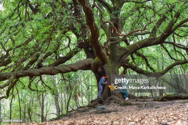 family with toddler posing  at the big holm oak tree 'ilice di carrinu' of mount etna ( quercus ilex ) - solidità foto e immagini stock