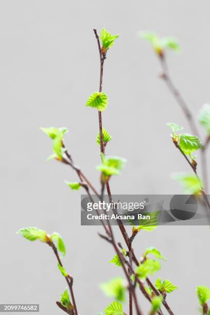 birch twigs with blossoming leaves. spring. light gray background. close-up - buds stock pictures, royalty-free photos & images