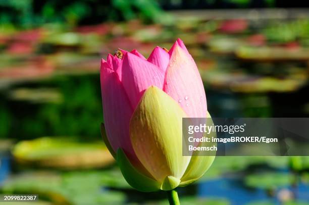 bud of a pink lotus (nelumbo), over blue pond water, stuttgart, baden-wuerttemberg, germany, europe - buds stock pictures, royalty-free photos & images