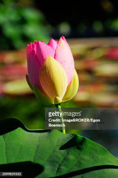 bud of a pink lotus (nelumbo), behind a large green leaf, stuttgart, baden-wuerttemberg, germany, europe - buds stock pictures, royalty-free photos & images