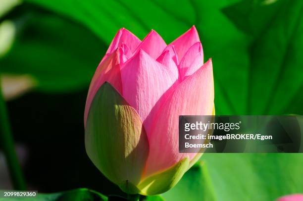 the bud of a pink lotus (nelumbo) surrounded by green leaves, stuttgart, baden-wuerttemberg, germany, europe - buds stock pictures, royalty-free photos & images