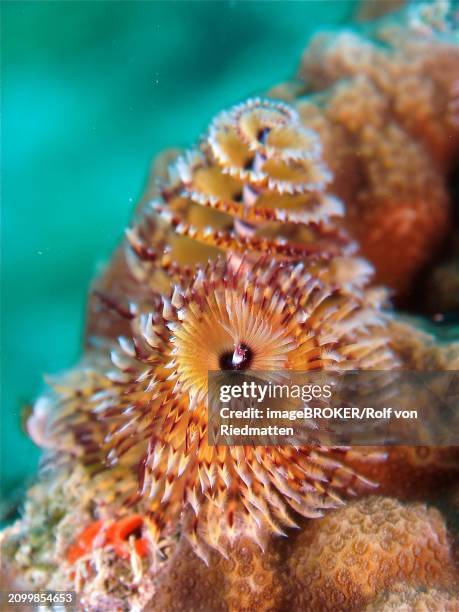 christmas tree worm (spirobranchus giganteus), dive site john pennekamp coral reef state park, key largo, florida keys, florida, usa, north america - christmas tree worm stock pictures, royalty-free photos & images