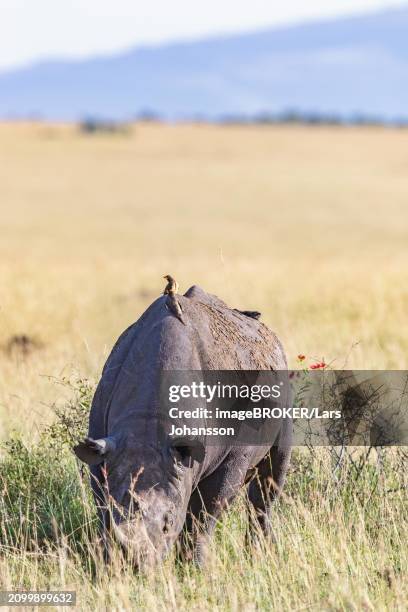 black rhinoceros (diceros bicornis) with yellow-billed oxpecker (buphagus africanus) on the back at a grass savanna in africa, maasai mara national reserve, kenya, africa - buphagus africanus stock pictures, royalty-free photos & images