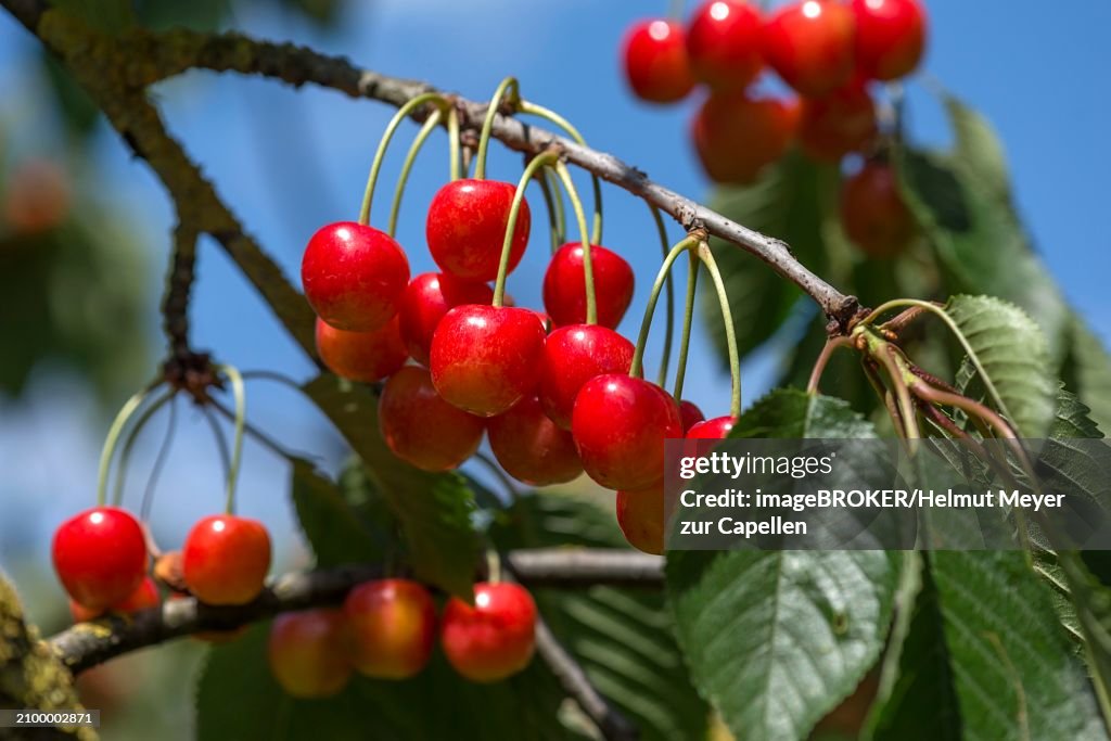 Wild cherries (Prunus avium) on a tree, Bavaria, Germany, Europe