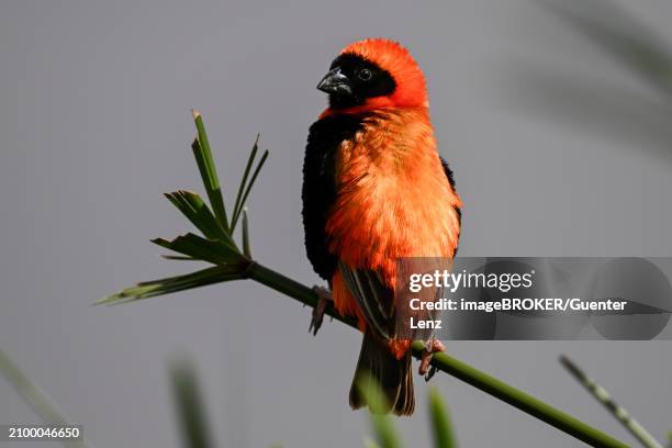 southern red bishop (euplectes orix), irene, gauteng, south africa, africa - euplectes orix stock pictures, royalty-free photos & images