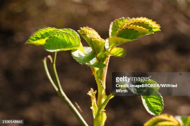 branch with leaves of portland rose, fresh shoots, close-up, north rhine-westphalia, germany, europe - buds stock pictures, royalty-free photos & images