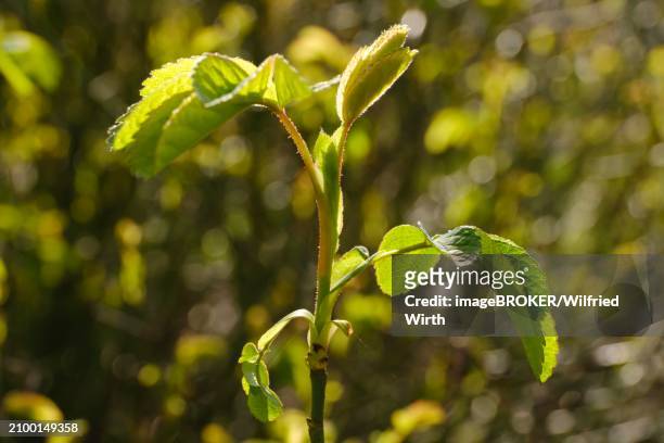 branch with leaves of the ispahan rose, fresh shoots, close-up, north rhine-westphalia, germany, europe - buds stock pictures, royalty-free photos & images