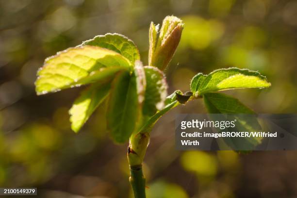 branch with leaves of the ispahan rose, fresh shoots, close-up, north rhine-westphalia, germany, europe - buds stock pictures, royalty-free photos & images