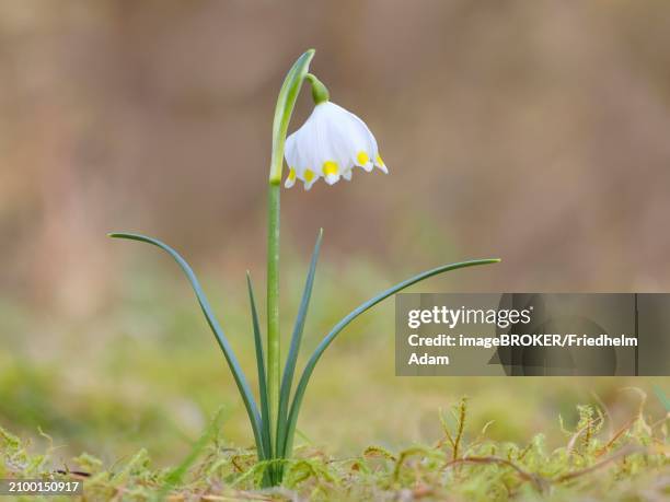 spring snowdrop (leucojum vernum), march snowdrop, march bell, large snowdrop. amaryllis family (amaryllidaceae), single plant flowering on forest floor, siegerland, north rhine-westphalia, germany, europe - amaryllis family stock pictures, royalty-free photos & images