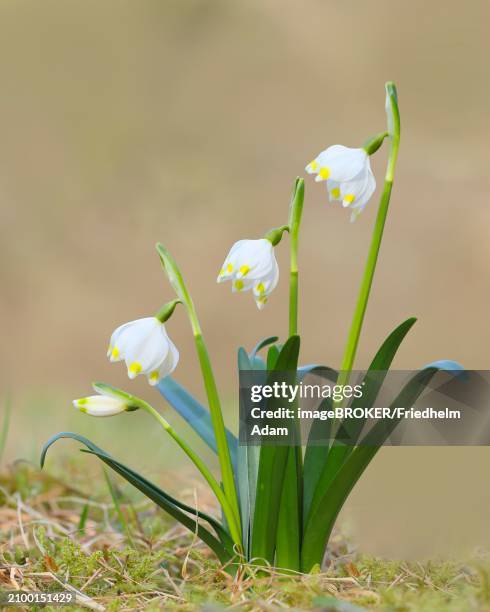 spring snowdrop (leucojum vernum), march snowdrop, march bell, large snowdrop. amaryllis family (amaryllidaceae), flowering on forest floor, inflorescence, siegerland, north rhine-westphalia, germany, europe - amaryllis family stock pictures, royalty-free photos & images