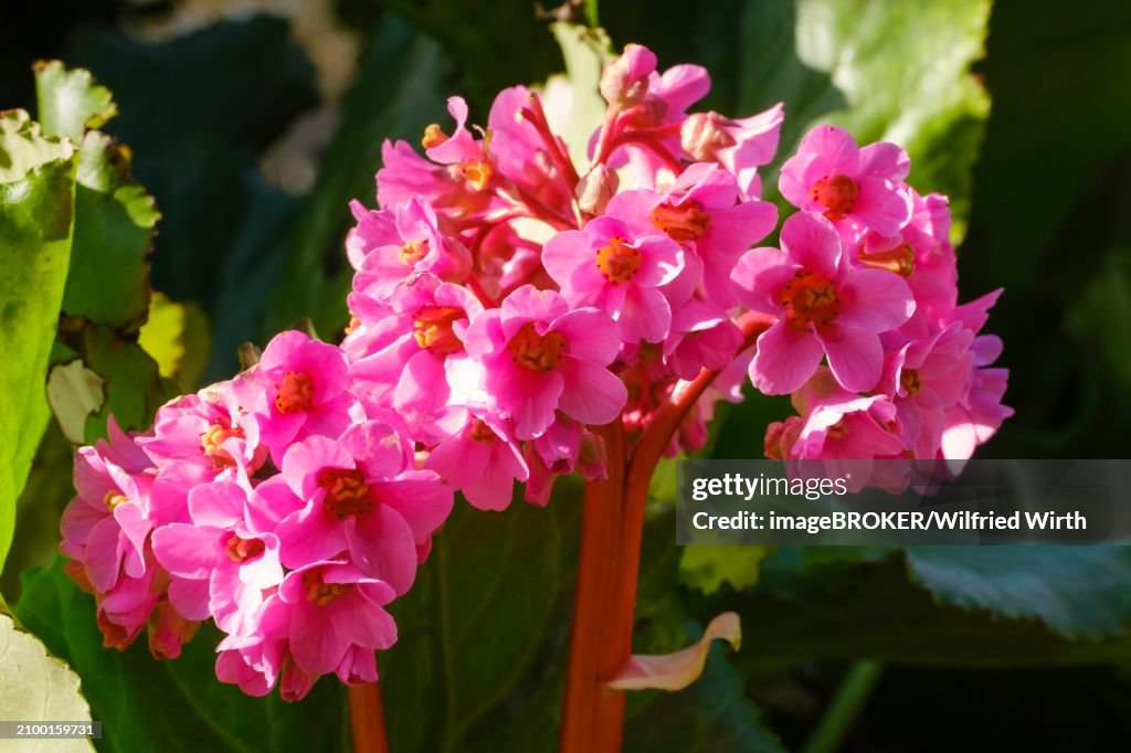 Blooming bergenia (Bergenia cordifolia), close-up, North Rhine-Westphalia, Germany, Europe
