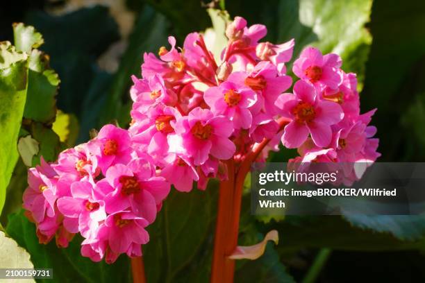 Blooming Bergenia Closeup North Rhinewestphalia Germany Europe High-Res Stock Photo
