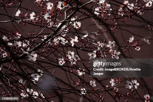 beautiful blossom of an ornamental cherry, march, germany, europe - anette jaeger stock-fotos und bilder