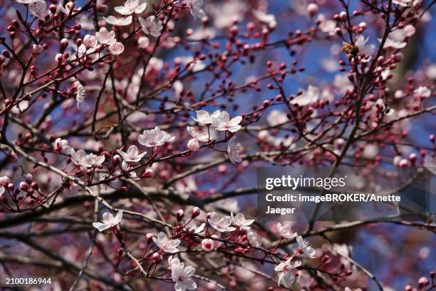 beautiful blossom of an ornamental cherry, march, germany, europe - anette jaeger stock-fotos und bilder