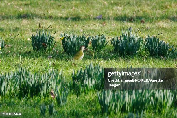 green woodpecker in a meadow, march, germany, europe - anette jaeger fotografías e imágenes de stock