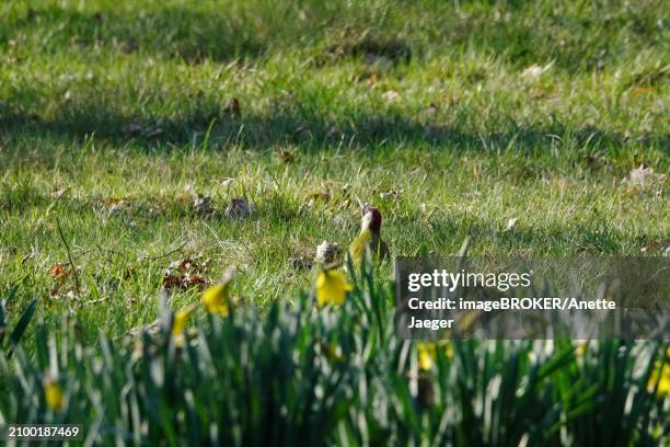 green woodpecker in a meadow, march, germany, europe - anette jaeger stock-fotos und bilder