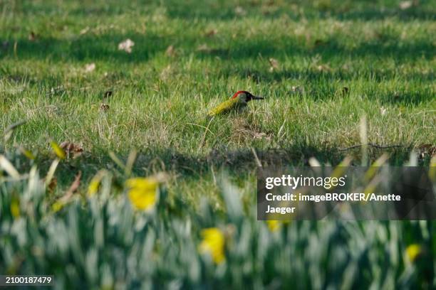 green woodpecker in a meadow, march, germany, europe - anette jaeger stock-fotos und bilder