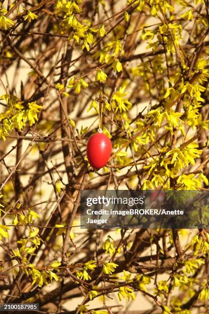 forsythia with easter egg, march, germany, europe - anette jaeger stock-fotos und bilder