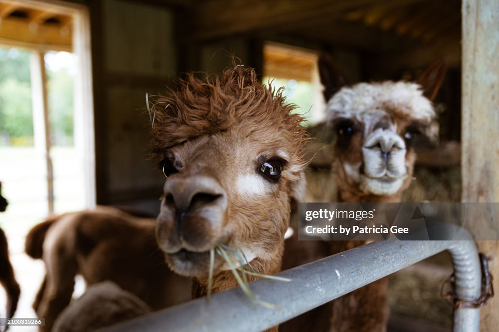 Llama farm