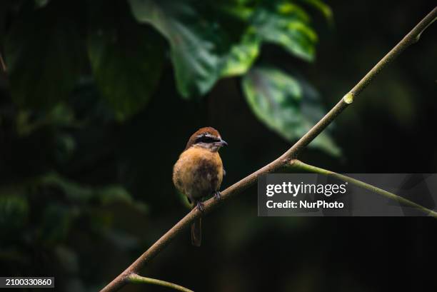 The Brown Shrike is a small bird that belongs to the shrike family. It is mainly found in woodland edges, bushy areas, thickets, groves, and...