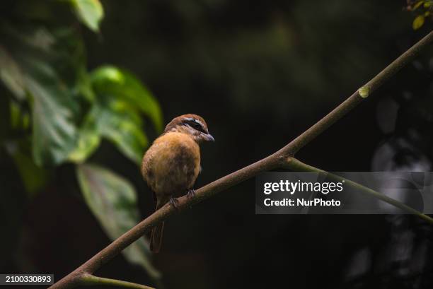 The Brown Shrike is a small bird that belongs to the shrike family. It is mainly found in woodland edges, bushy areas, thickets, groves, and...