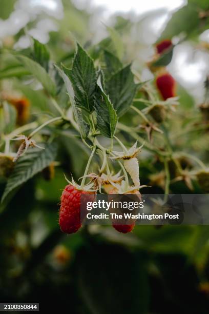 Mexican Raspberry Tree 101 Ciudad Guzmán Stock Photos, High-Res Pictures, and Images - Getty ...