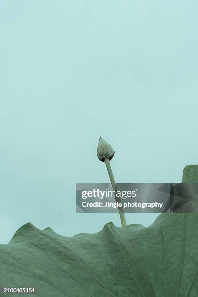 Summer Lotus High-Res Stock Photo