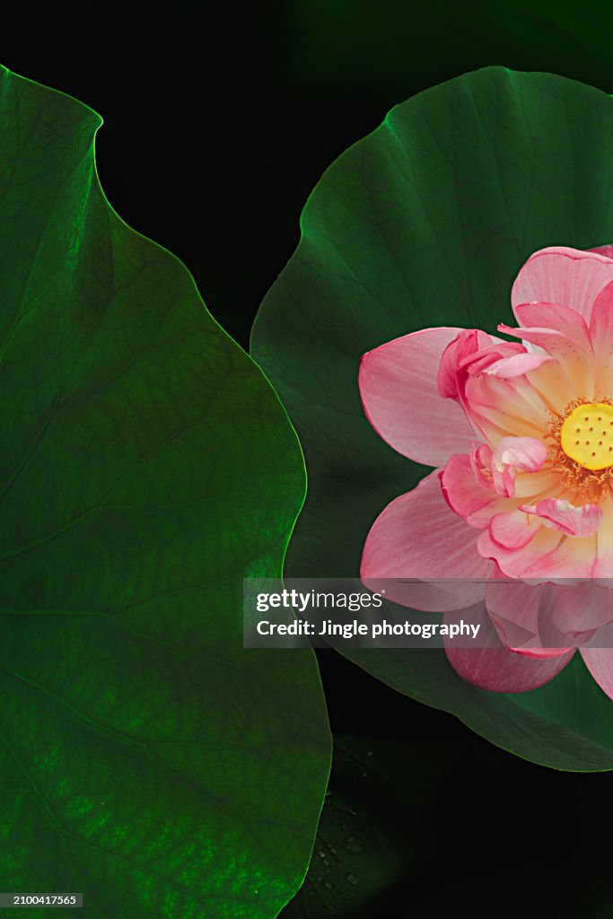 Summer lotus