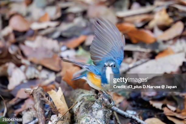 a happy blue bird, the lovely red-flanked bluetail (tarsiger cyanurus, family comprising flycatchers)  in flap wings and fly away.

at omachi park natural observation garden, ichikawa, chiba, japan,
photo by march 9, 2024. - tarsiger cyanurus stock pictures, royalty-free photos & images
